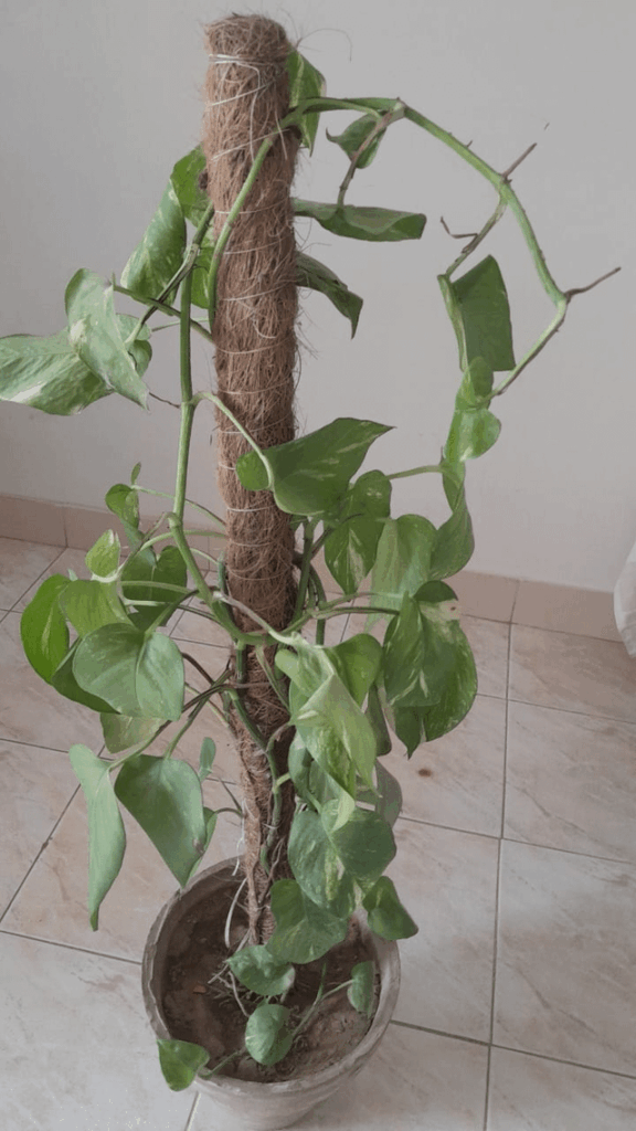 My moneyplant's leaves are drooping and seem sick.