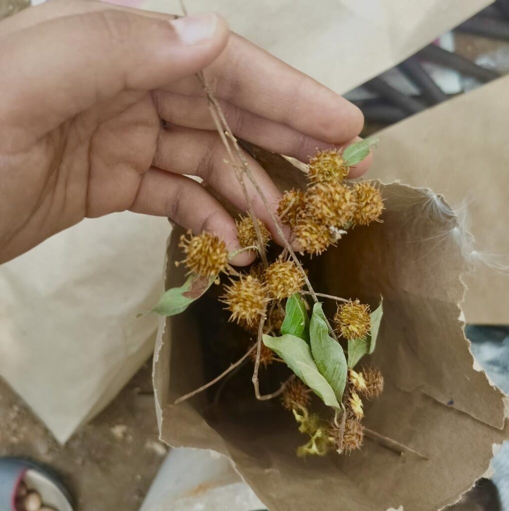 Help me identify a few sp.