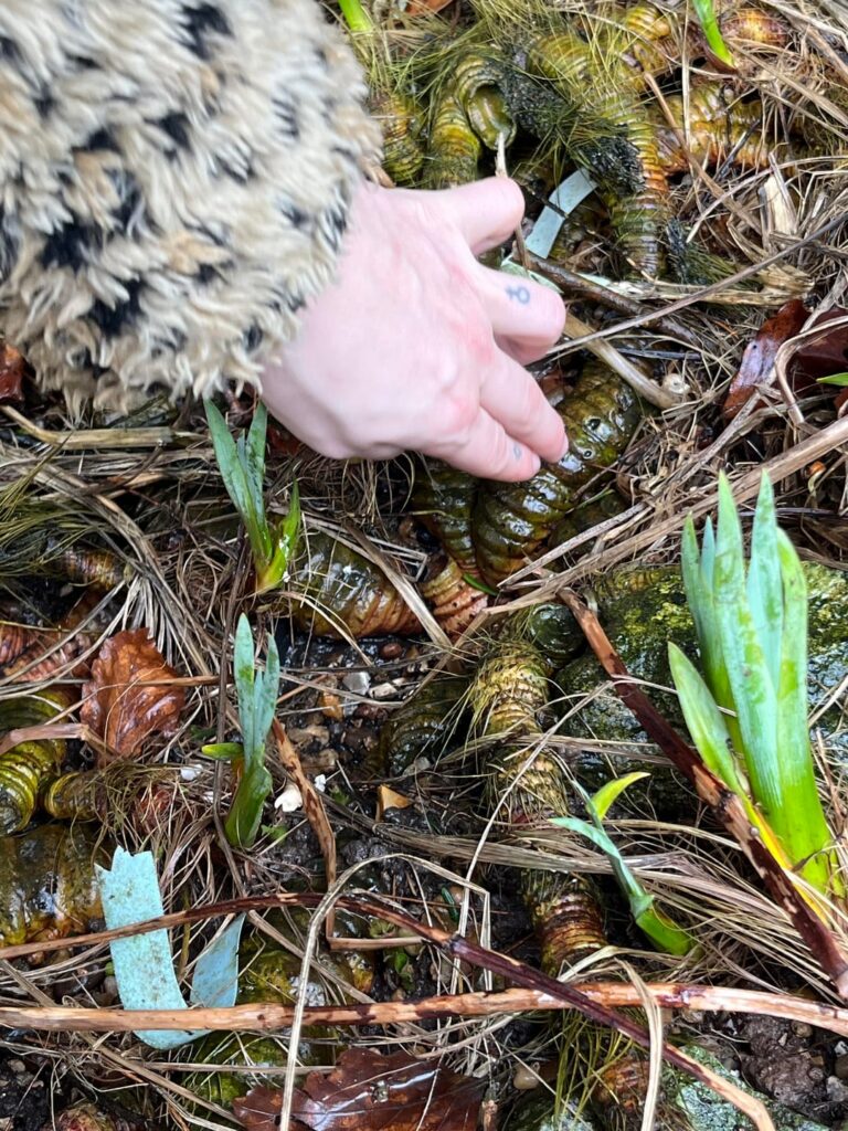 Found this root (?) near Bristol in the UK - what is it??
