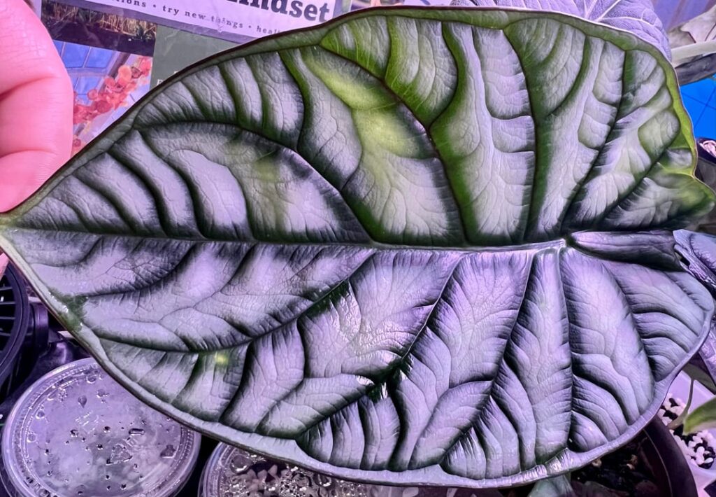 Shhhhh… she may be my favorite… sharing the newest leaf on my Silver Dragon! 🤍