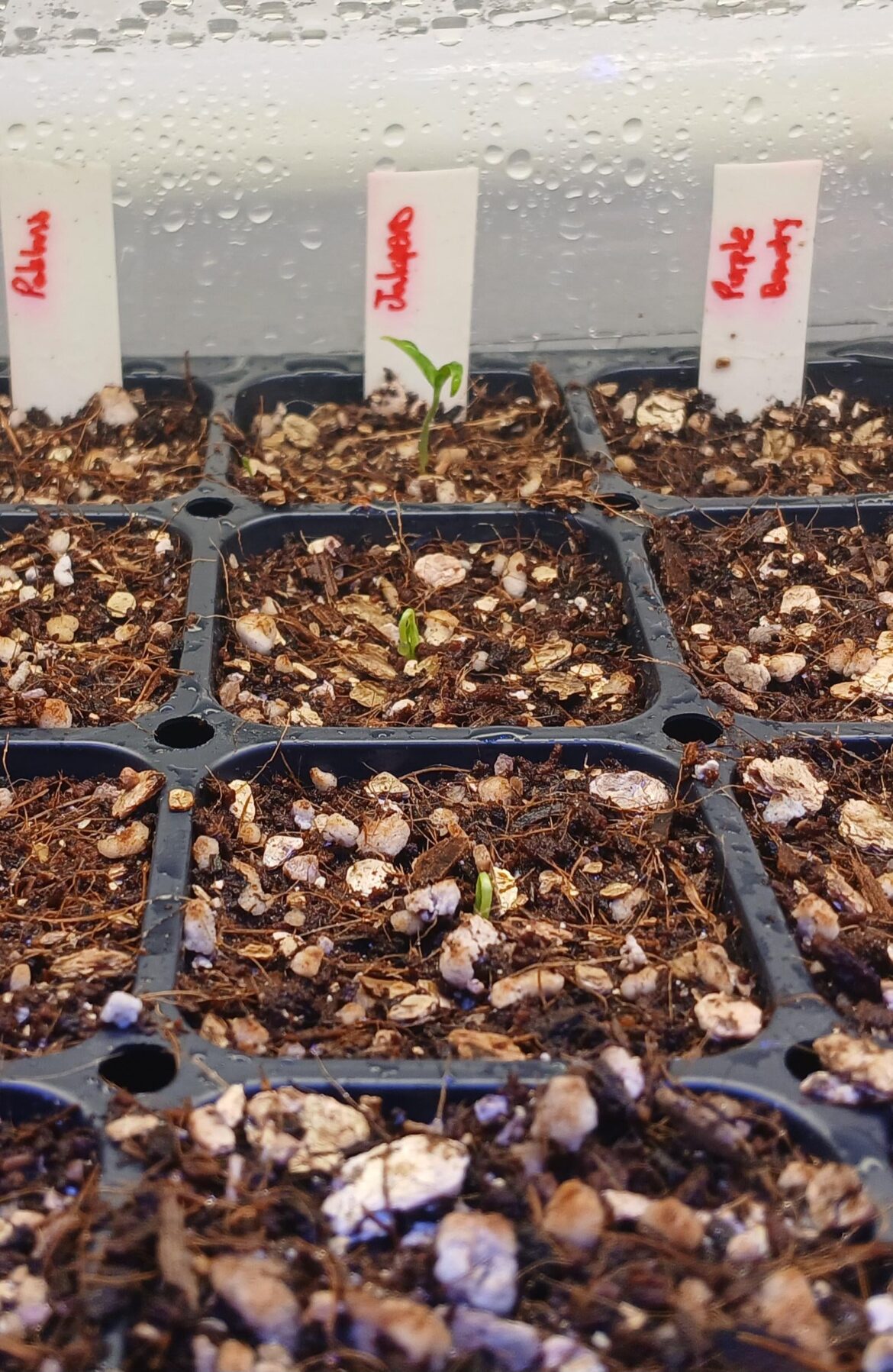 Hello little ones 🌱
