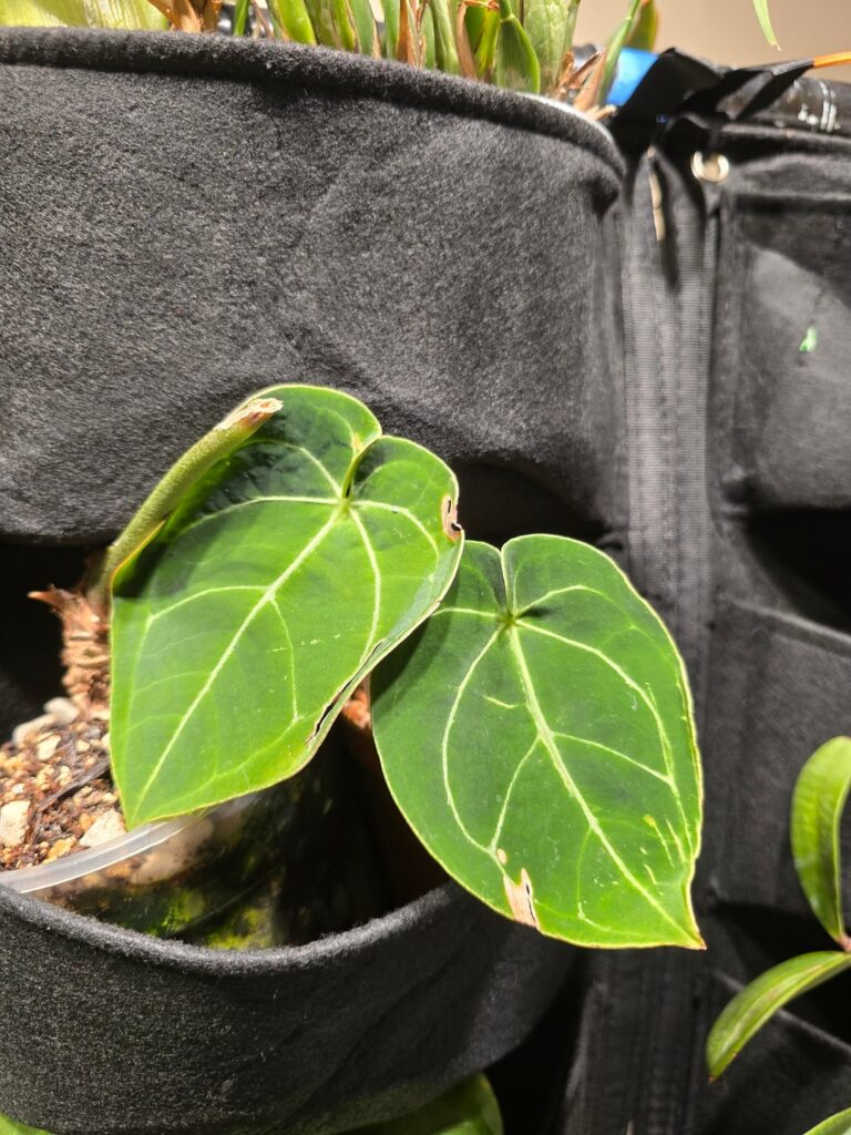 Rebuilt and watching things grow in