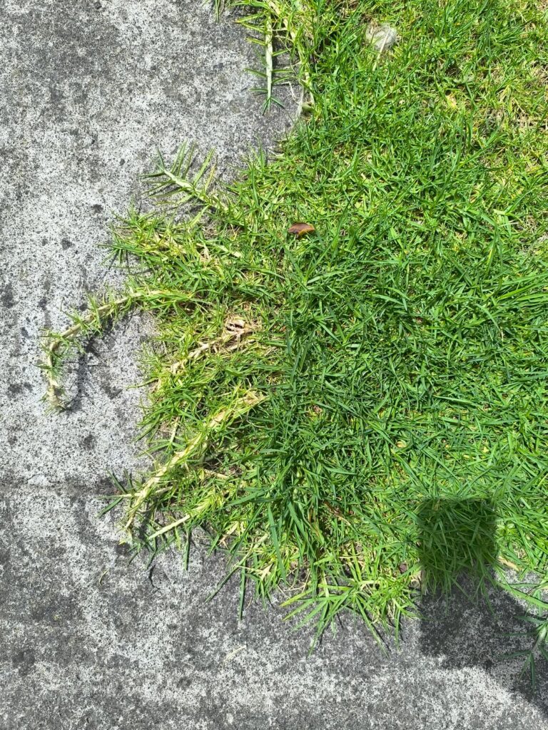 What type of grass is this