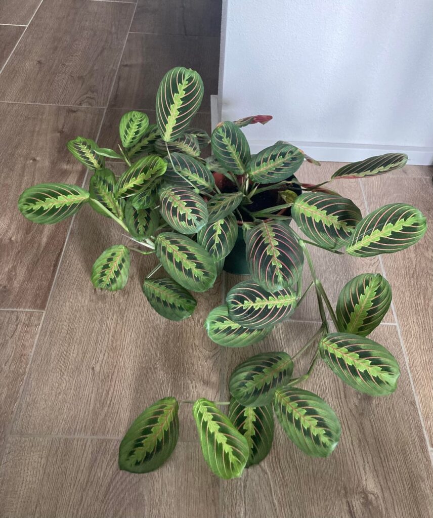 Baby leaf next to maranta