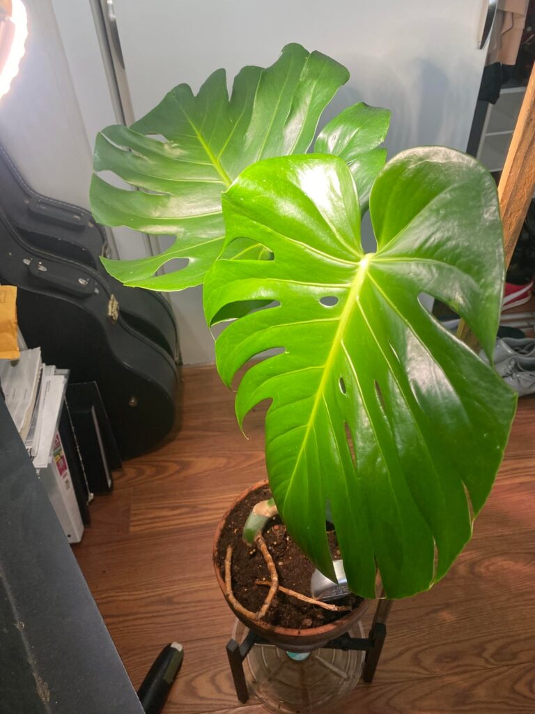 Leaves curling Leaves curling