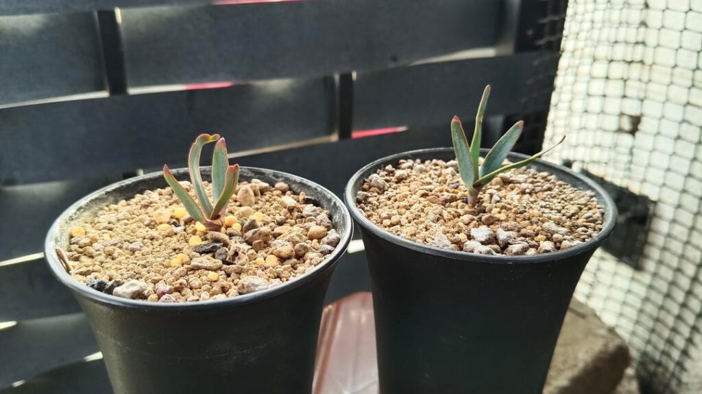 2.5 months old Welwits: Different characteristics based on lighting. Harsh sun vs Half day sun.