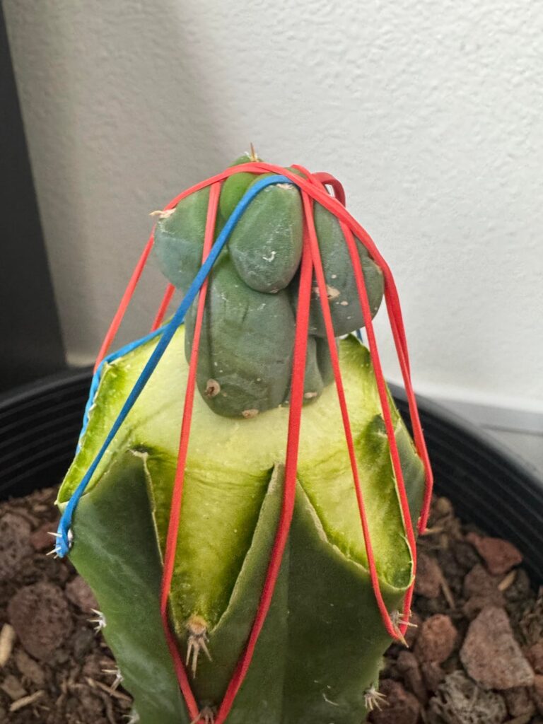 First graft attempt and success.