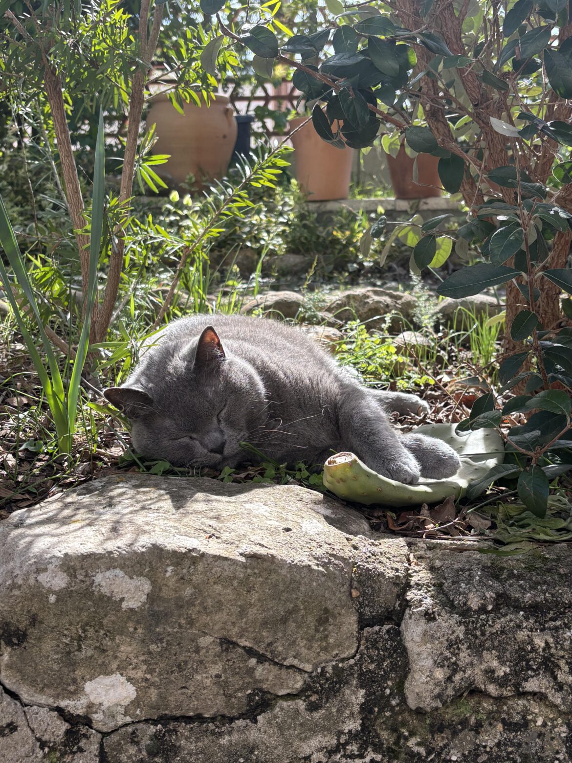 Quietly waiting for this cactus to root