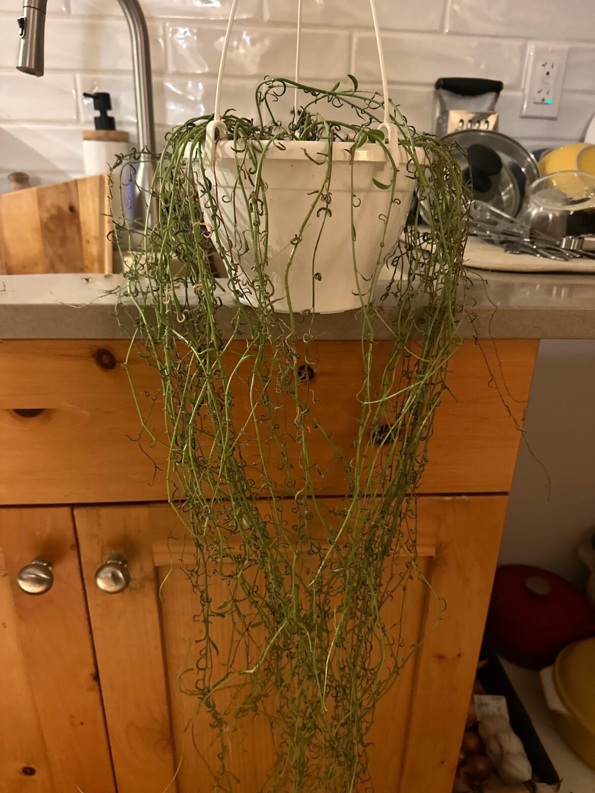 String of dolphins SOS π String of dolphins SOS π