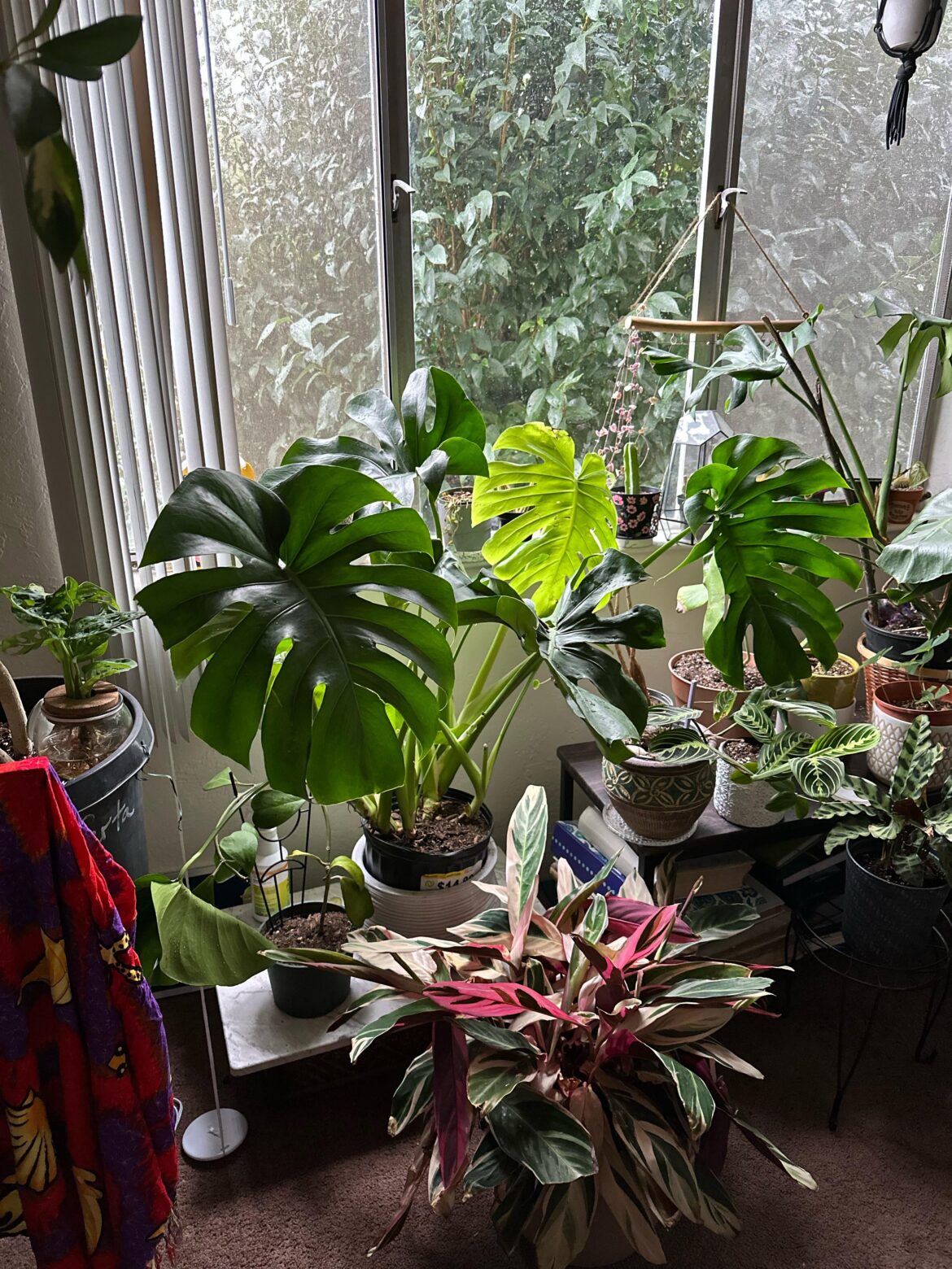 $15 monsties at Home Depot!