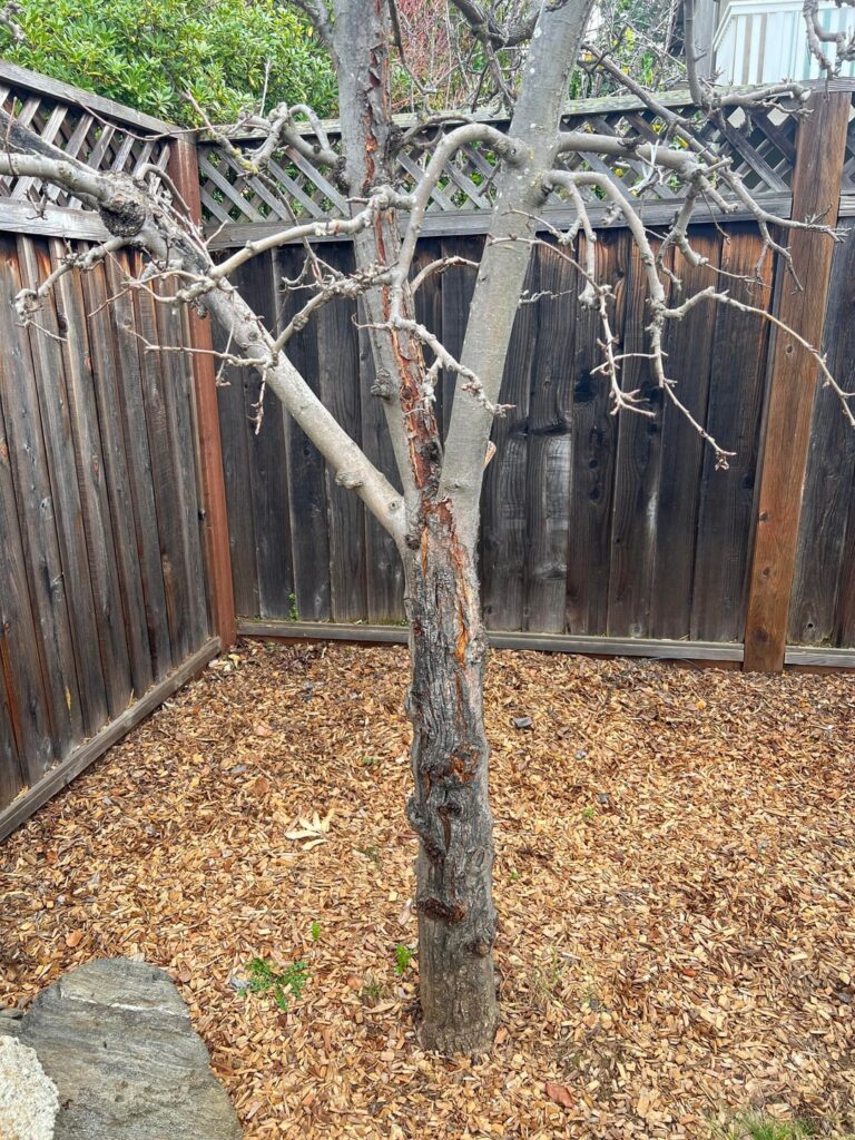 Disease on apple & apricot next to each other Disease on apple & apricot next to each other