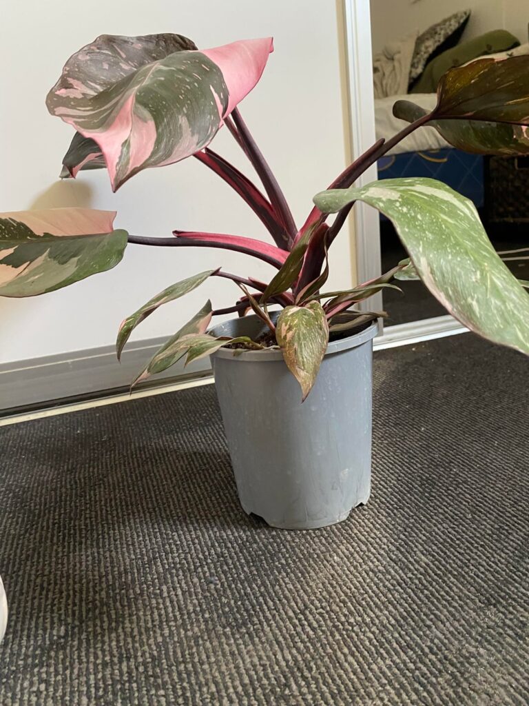 New PPP, Needing advice