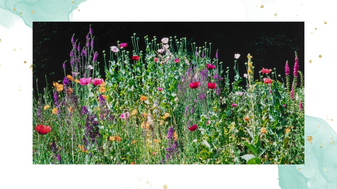 When is the best time to plant wildflower seeds? Expert insight picture of tall wildflowers growing in garden