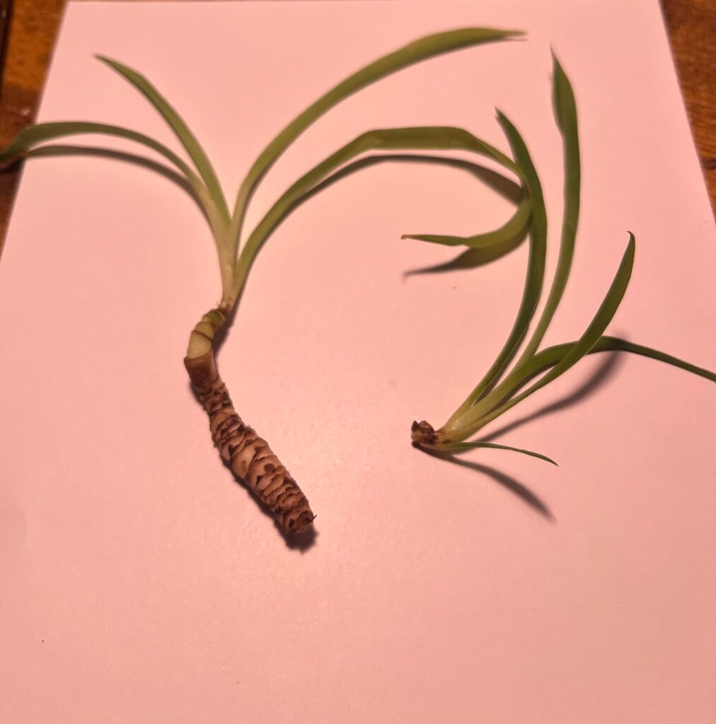 My tiny survivors 🌱