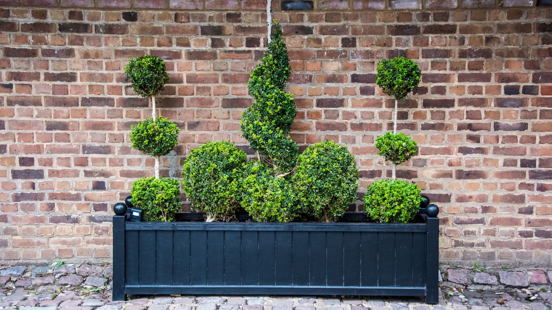 picture of topiary bushes in garden
