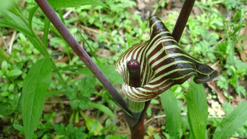 A Jack-in-the-pulpit in the Allegheny National Forest, Pennsylvania, U.S.A