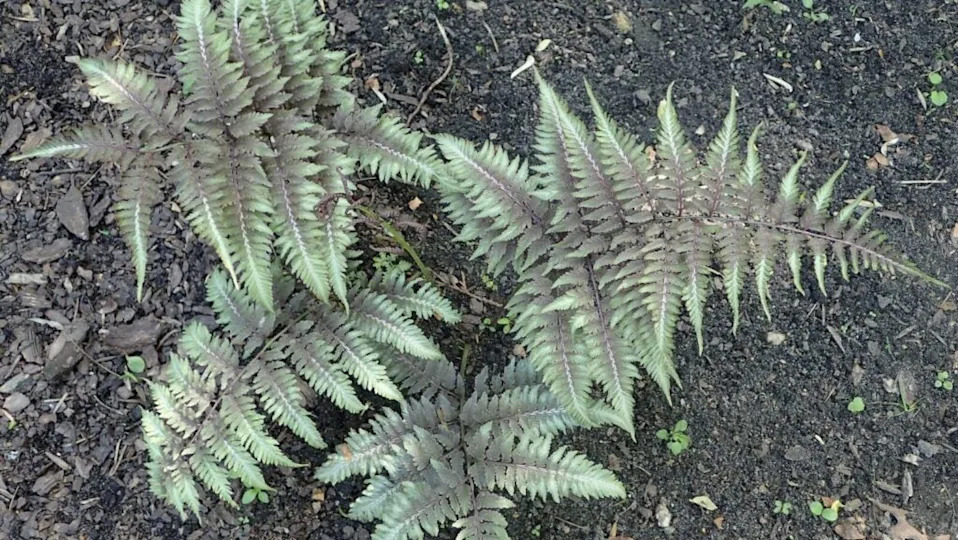 Japanese fainted fern (Athyrium niponicum) in botanical garden in Kraków