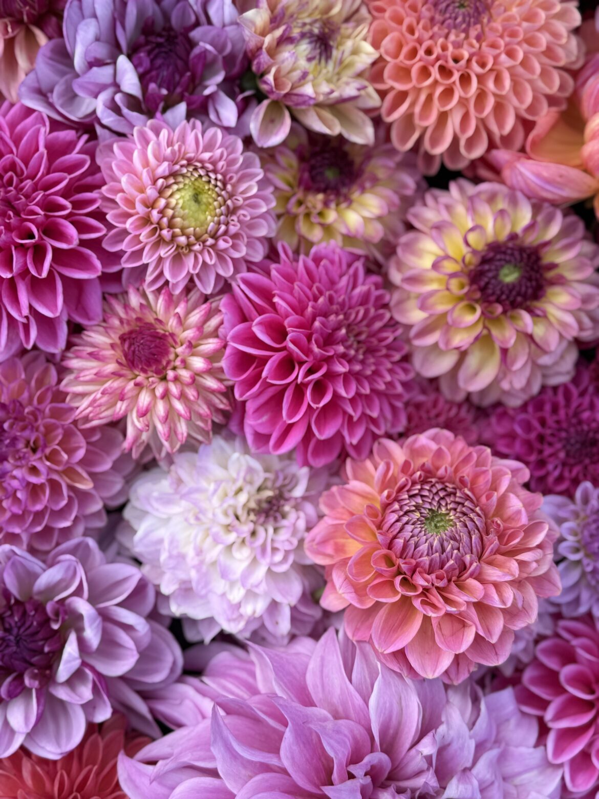 My Dahlia Darlings, I will be live again tonight with more dahlias and seeds . 2/14 4pm PST