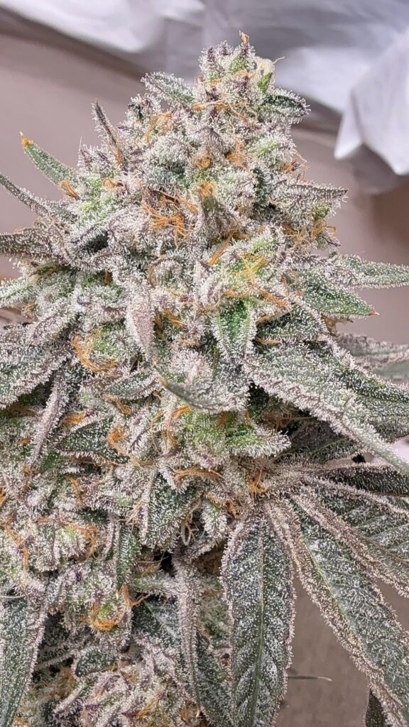 Moscow mule (kush mints x lime og) Clearwater genetics