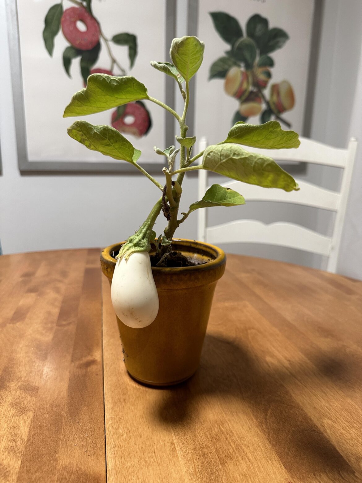 Excited to grow another one of these this year