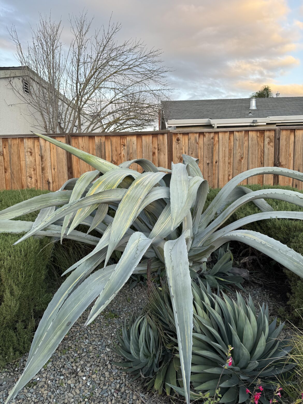 Agave Care
