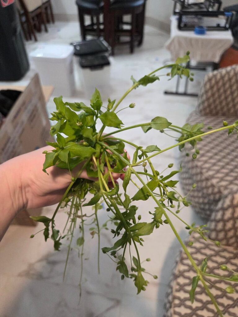 URGENT! What is this? Jacksonville FL.