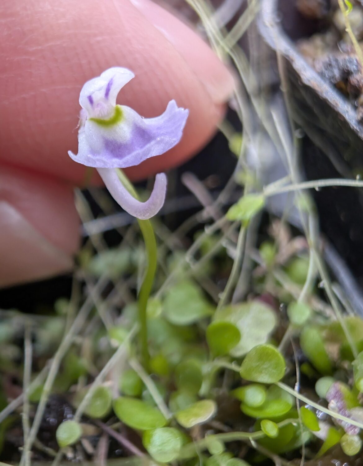 First flower I've gotten on my Utricularia sandersonii