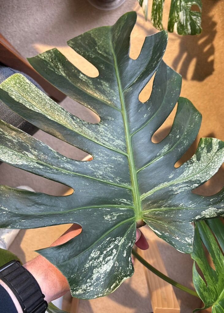 Monstera mint? Monstera mint?