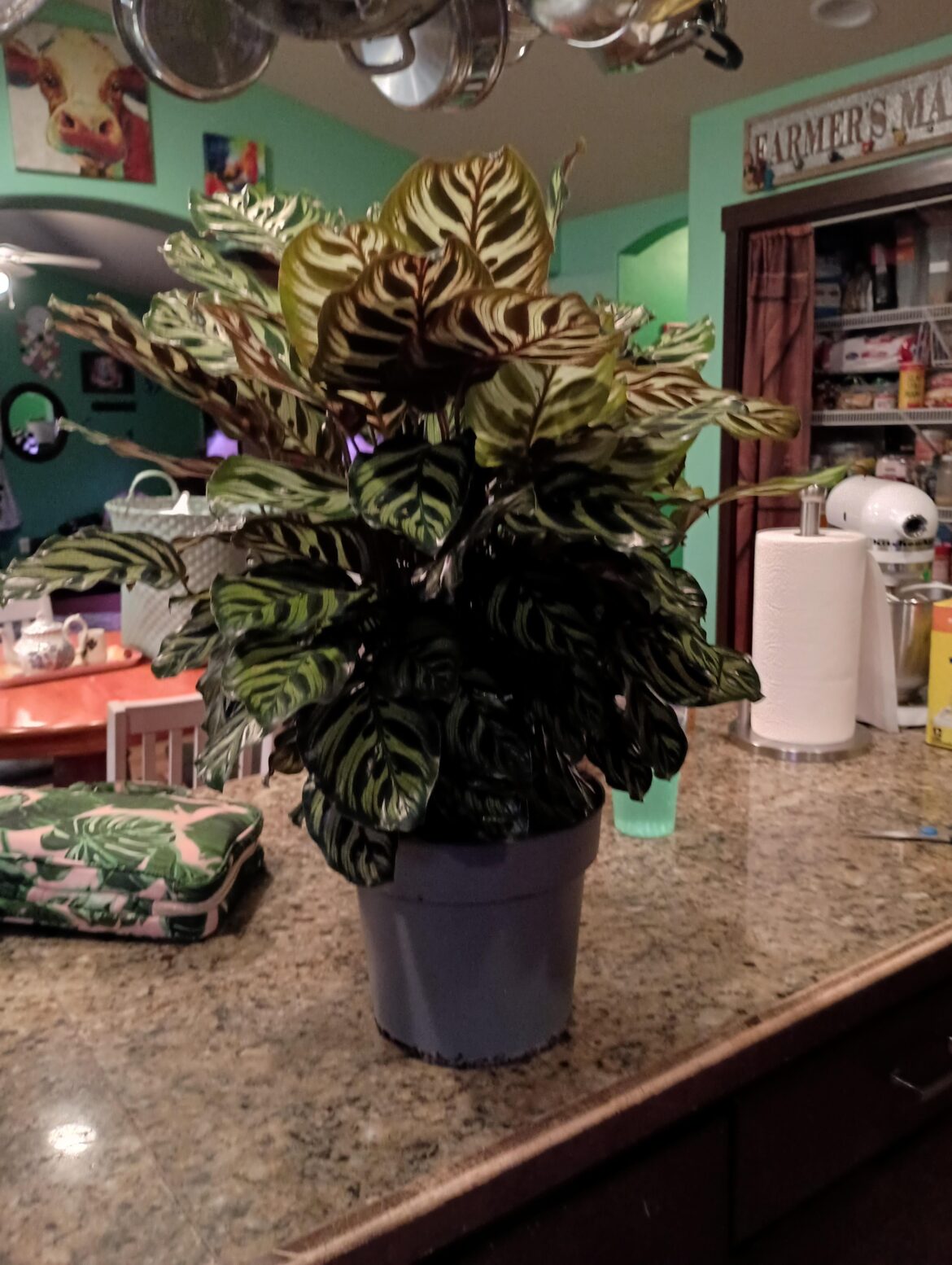 I got this calathea at Target for 20$!