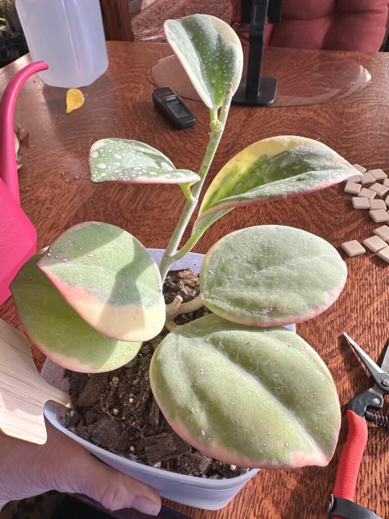 Oh HAPPY day! My pachyclada albo has a wee peduncle!! 🥰🥰🥰😊😊😊🙏🏻🙏🏻🙏🏻