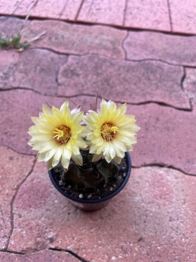 Can some one ID this new cactus I got