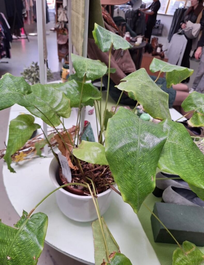 I’ve found it in a Swiss shop but not for sale any idea ?