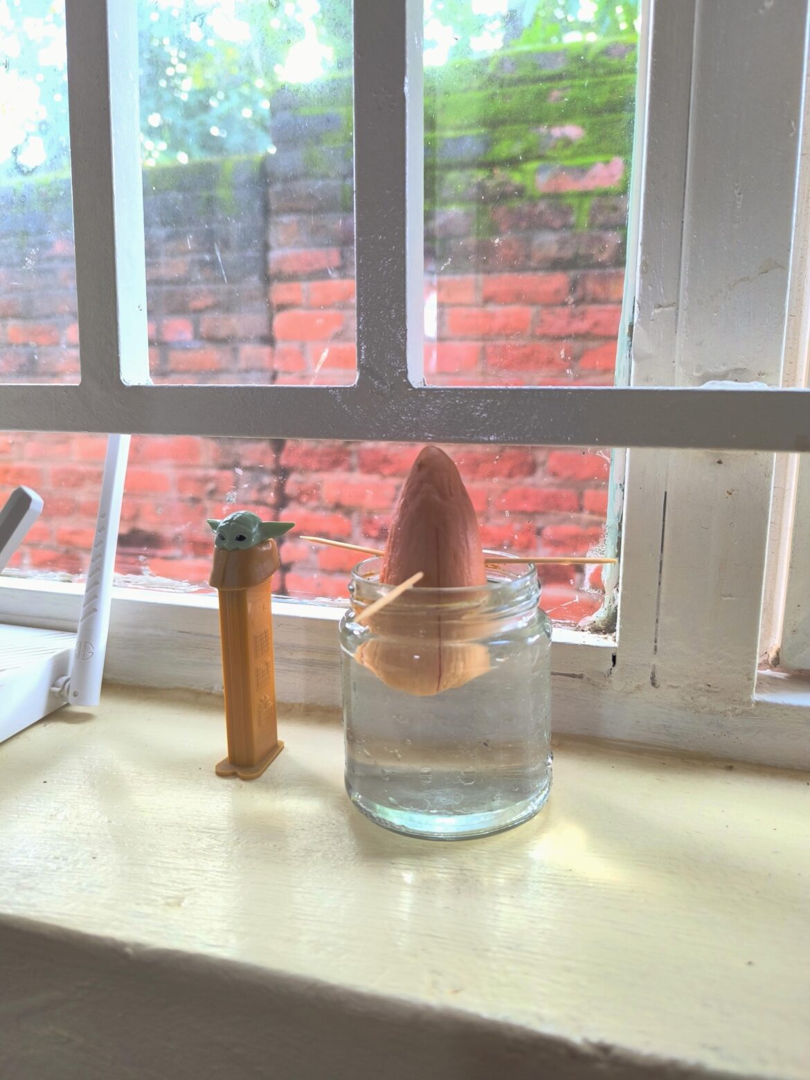 First attempt at growing an avocado