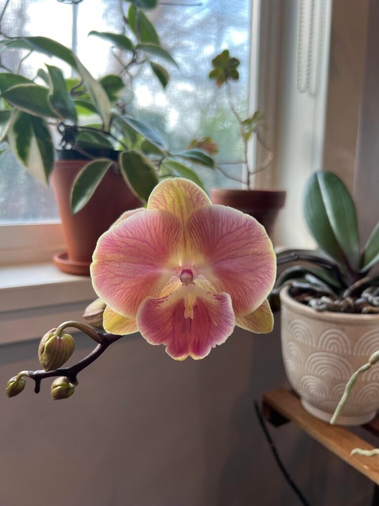 First time getting her to rebloom!