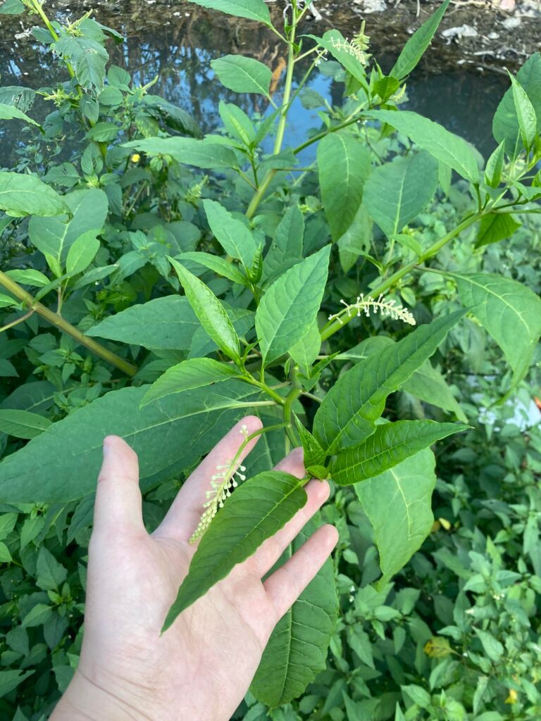 You should not be here, Phytolacca americana. Not in Vietnam. You only popped up here less than an year ago innit.