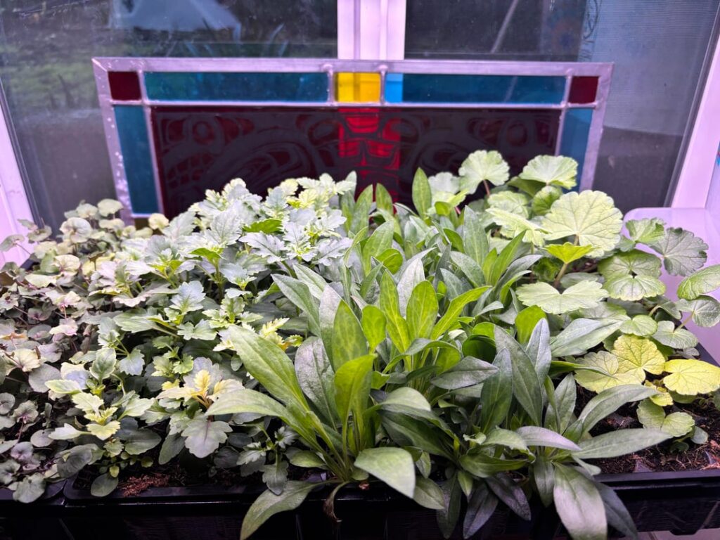 When should I pot up? 😅