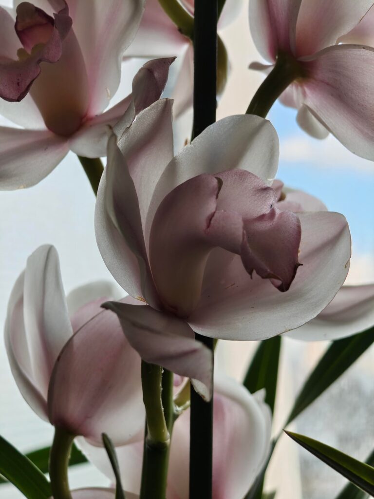 Accidentally took a really aesthetic photo of my new Cymbidium. Also have photos of my other Cymbidium and Ludisia