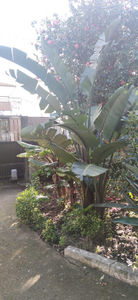 White Birds of Paradise. About 10 years