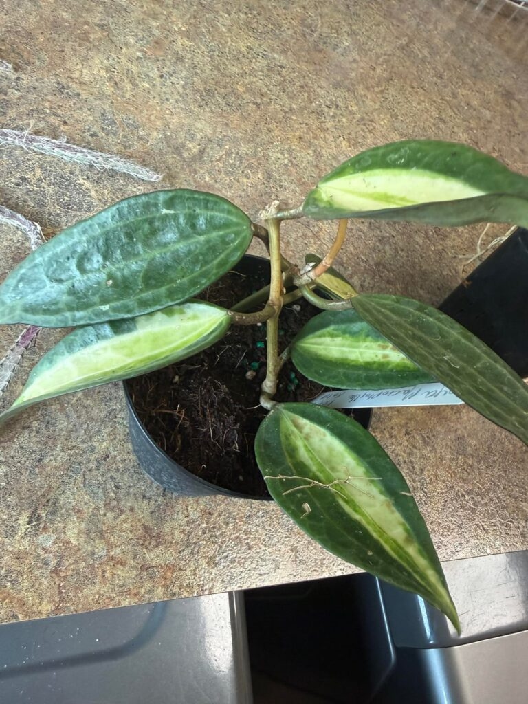 Hoya Macrophylla or Latifolia?