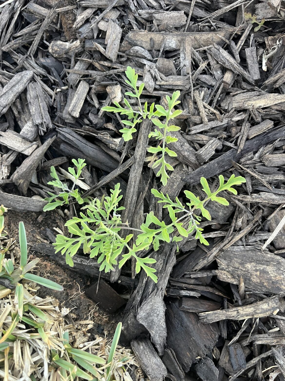 Help Identify this weed.