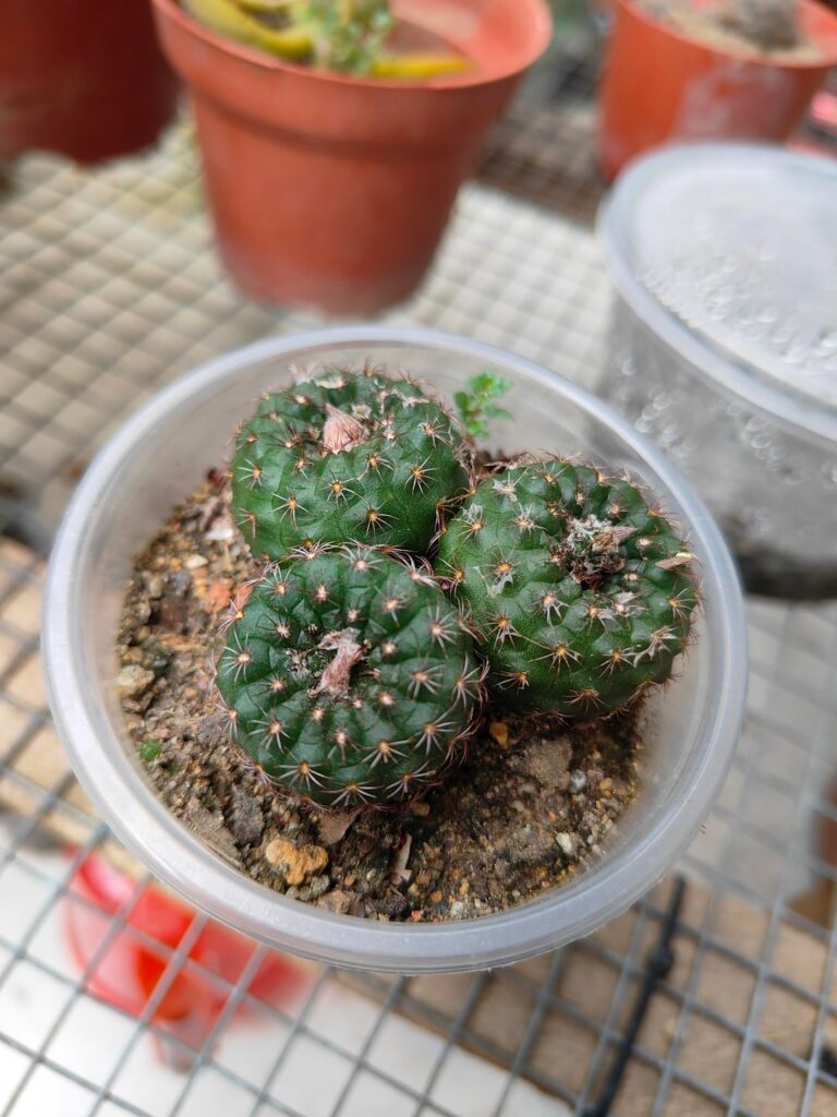 Frailea.what types of species?