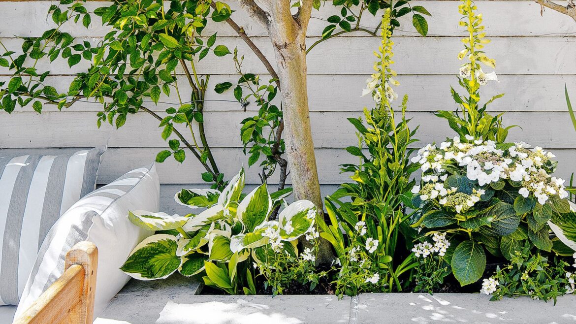 5 bedding plants to give your garden a bold pop of colour