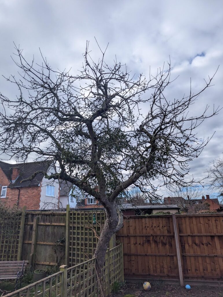 How much can I cut back this Bramley apple tree?