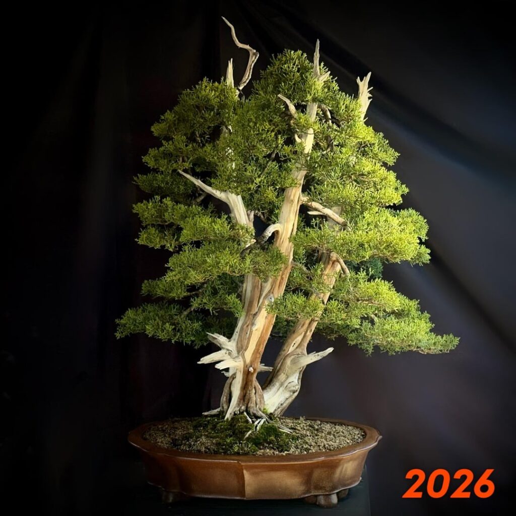 Yearly progress photo on my Triple Trunk California Juniper.