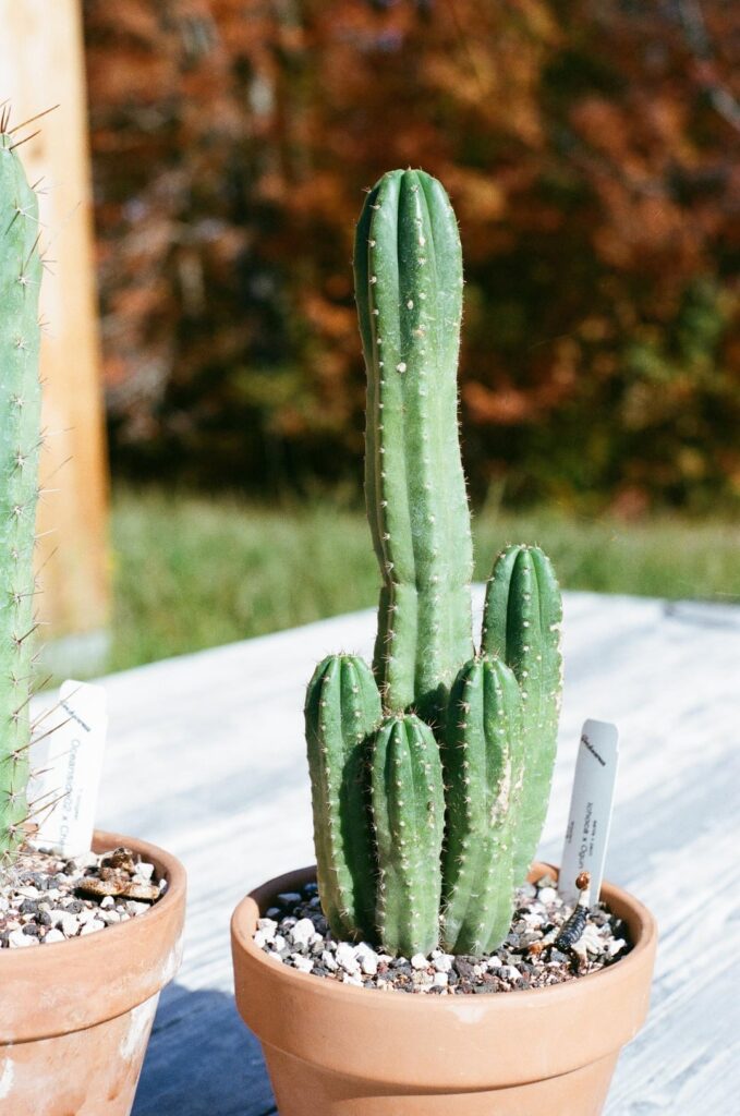My cacti on film last year