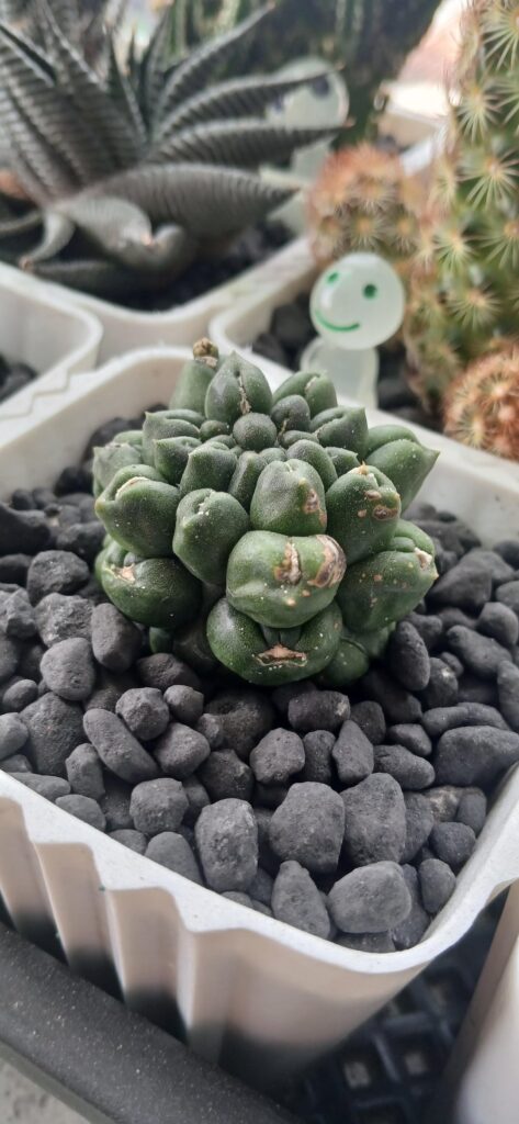 Dry Brown/Black spots in my Cacti