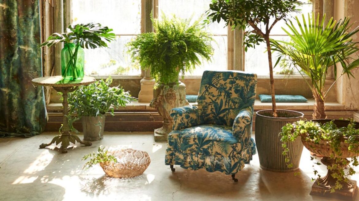 Where to Place a Boston Fern, According to Feng Shui Houseplants arranged in front of large windows, including a Boston fern. Blue patterned armchair sits in the middle