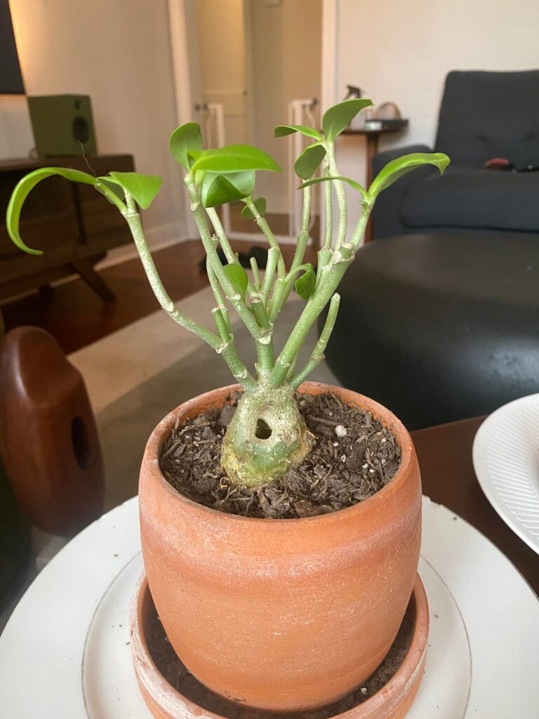 Need help identifying mystery houseplant