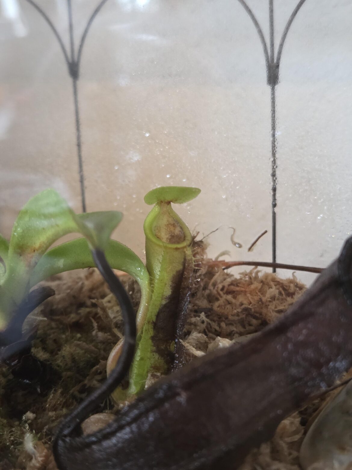 Black spot on new pitcher
