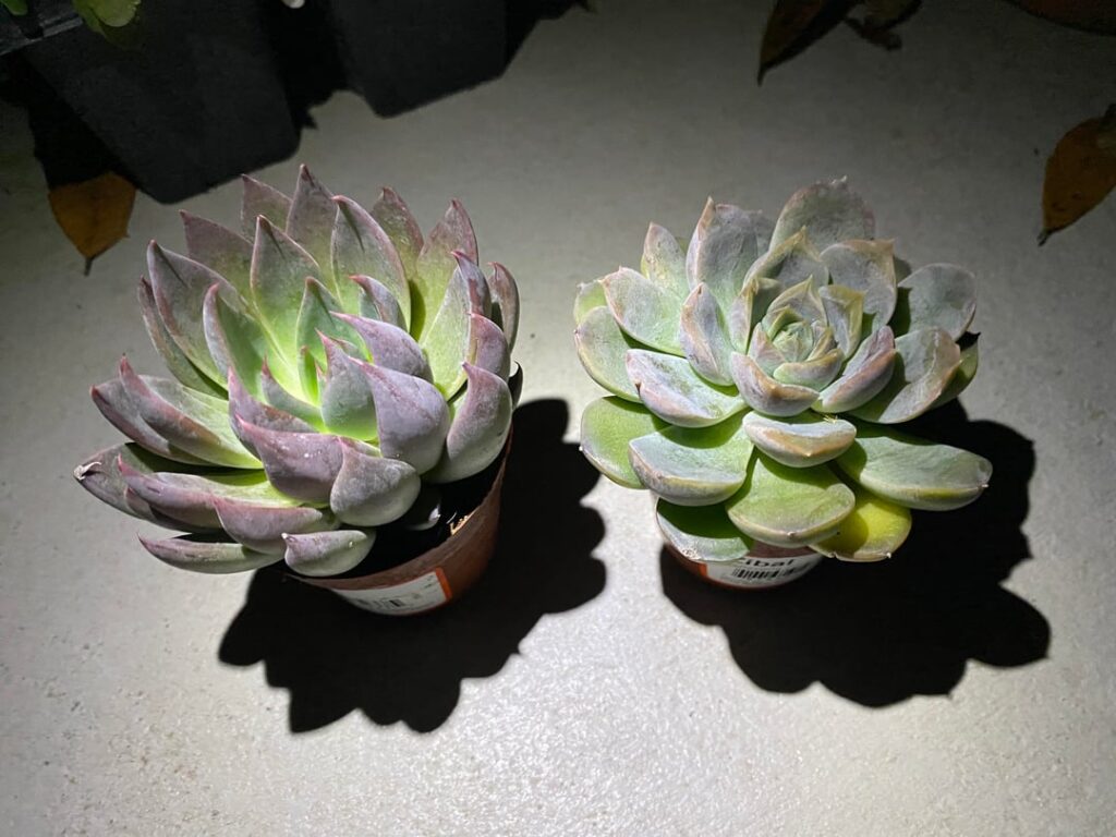 Anyone heard of Echeveria ‘Suhel’ (left) and ‘Zibal’ (right)? Anyone heard of Echeveria 'Suhel' (left) and 'Zibal' (right)?